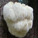 HericiumDigest-Hifas-da-Terra