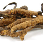 cordyceps hifas