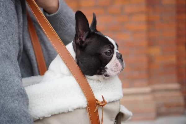 transportin perros