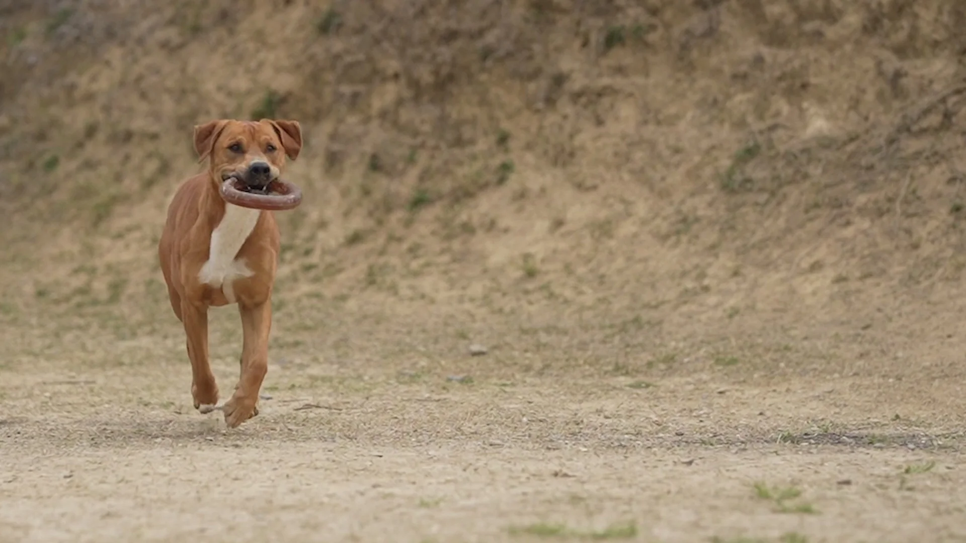 perro retorn bite